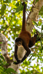 Geoffroy's Spider Monkey in Costa Rica