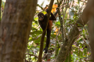 Geoffroy's Spider Monkey in Costa Rica