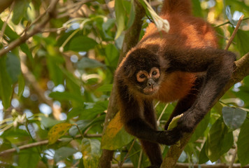 Geoffroy's Spider Monkey in Costa Rica