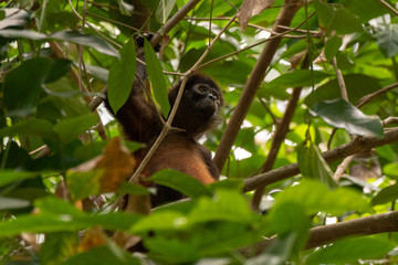 Geoffroy's Spider Monkey in Costa Rica