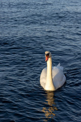 Lonely swan is swimming towards you