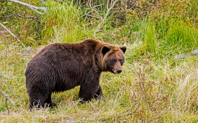 A large Grizzly Bear in Alaska feeding on green grasses.