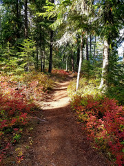 Autumn hiking trail in forest