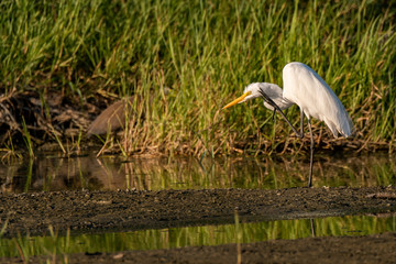 A Great Egret Scratching an Itch