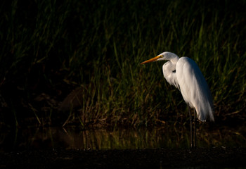 A Great Egret Catching the Last Sunlight in a Lagoon in Costa Rica