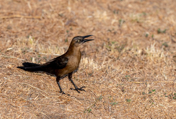 A Female Great-tailed Grackle in Costa Rica