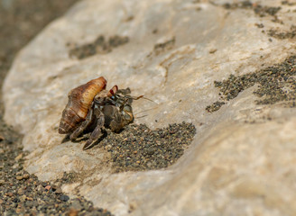 A Hermit Crab on a Beach in Central America