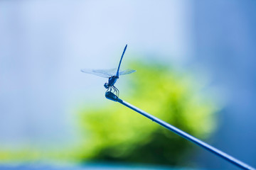 Fototapeta na wymiar dragonfly on car antenna