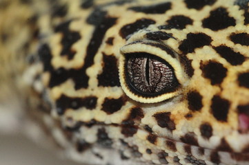 Eublepharis macularius