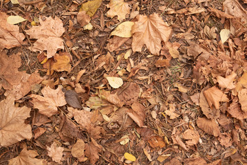 Autumn leaves on the ground view from top