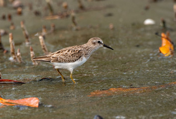 A Least Sandpiper Foraging for Food Along a Shoreline