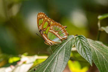 A Pretty Malachite Butterfly on a Leaf 