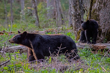 Obraz na płótnie Canvas A baby Black Bear stays around mom for food and protection.