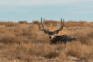 A Large Mule Deer Buck on a Cold Winter Morning