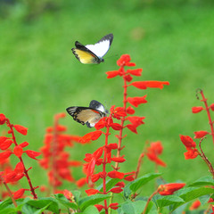 two flying butterflies