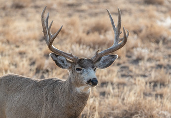 Naklejka na ściany i meble A Large Mule Deer Buck on a Cold Winter Morning