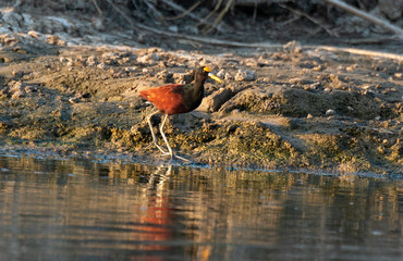 Northern Jacana Searching for food along a Shoreline in Costa Rica