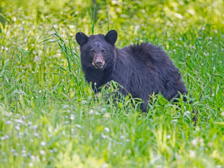 Single Black Bear feeds on green grass in the Smoky Mountains.