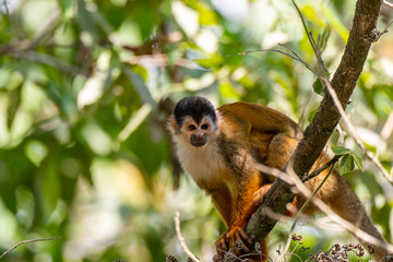 An Adorable Red-backed Squirrel Monkey