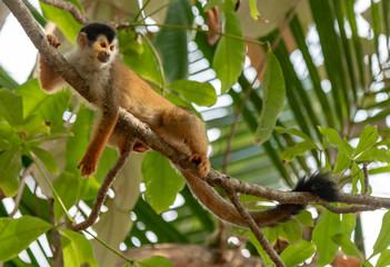 An Adorable Squirrel Monkey in Costa Rica