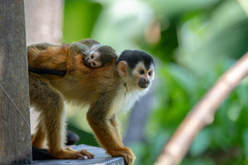 An Adorable Squirrel Monkey in Costa Rica