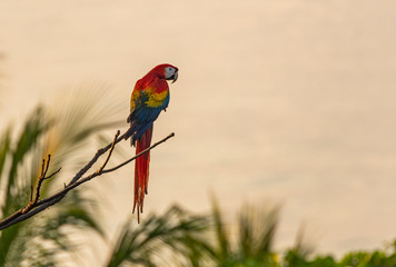 A Beautiful and Colorful Scarlet Macaw At Sunset
