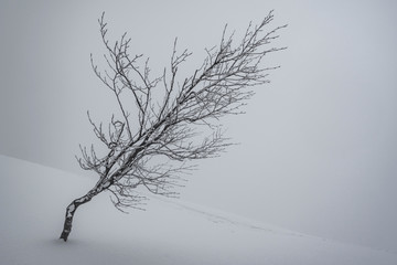 雪景色　枯れ木