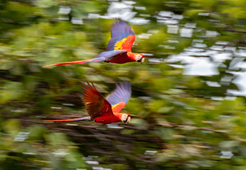 A Beautiful and Colorful Scarlet Macaw Mating Pair in Flight