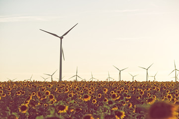Campo de girasoles con aerogeneradores de parque eólico