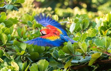A Beautiful and Colorful Scarlet Macaw
