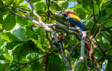 A Beautiful and Colorful Scarlet Macaw