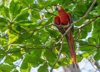 A Beautiful and Colorful Scarlet Macaw