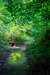 Fototapeta premium Path through the Forest