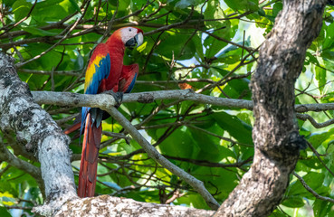 A Beautiful and Colorful Scarlet Macaw Perched in a Tree