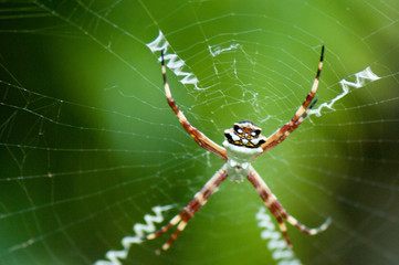 Spiny orb spider