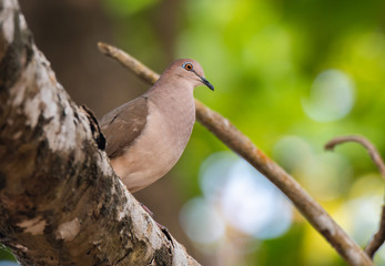 A White-tipped Dove Perched on a Tree Branch in Costa Rica