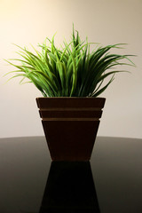 green plant in a pot
