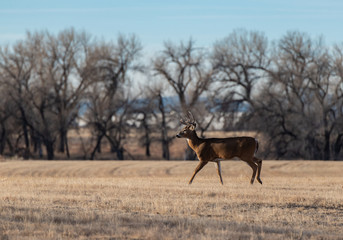 Naklejka premium A Beautiful White-tailed Deer Buck on a Field on a Cold Winter Morning