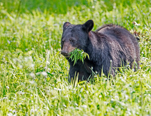 A Black Bear yearling feeds on green grass in the spring.