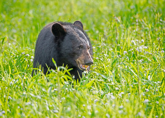 Single Black Bear feeds on green grass in the Smoky Mountains.