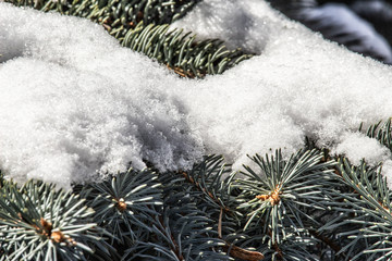 Snow on Spruce Branch