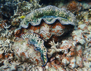 Two Giant Clams on Coral Reef with Bright Colors and Textures