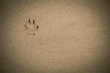 Paw print in wet sand