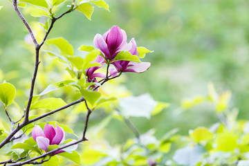 Pink violet tender Magnolia flowers.  Beautiful blossomed  branch at spring. Magnolia flower blooming tree. Nature, spring background