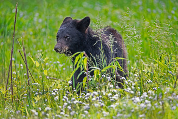 A baby Black Bear standing in green grass.