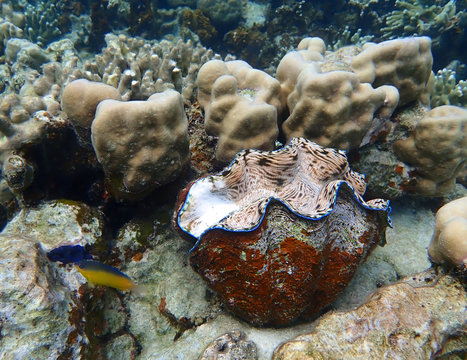 Vast Coral Reef With Giant Clam And Fish In Bright Colors