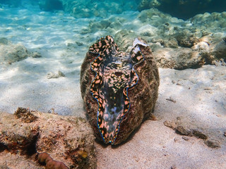 Giant Clam with Brightly Colored Interior on Sandy Ocean Floor