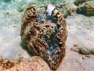 Giant Clam with Bright Vivid Interior Colors Sitting on Sandy Ocean Floor
