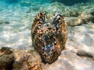 Vivid Brightly Colored Giant Clam Sitting on Sand Underwater