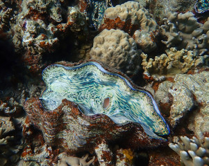 Vibrant Green and White Color inside Giant Clam on Coral Reef